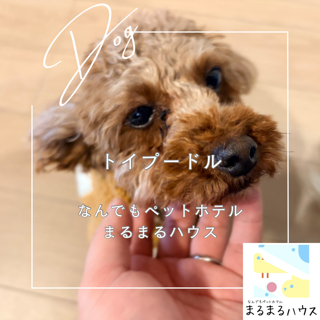 小型犬 トイプードル お泊まり