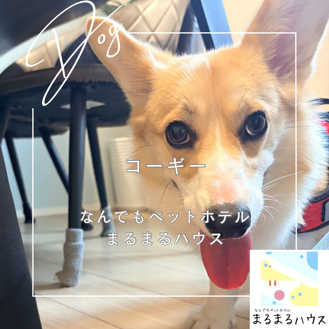中型犬　コーギー　お泊まり