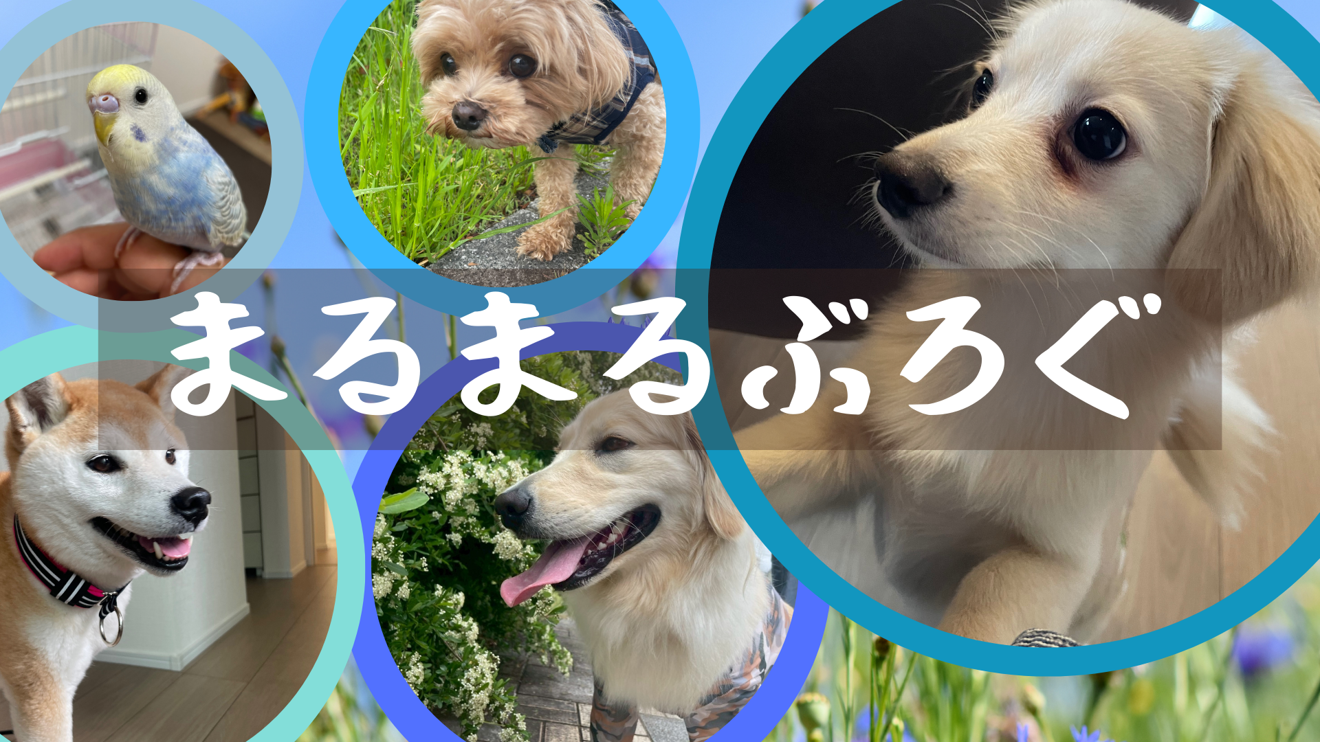 まるまるぶろぐ