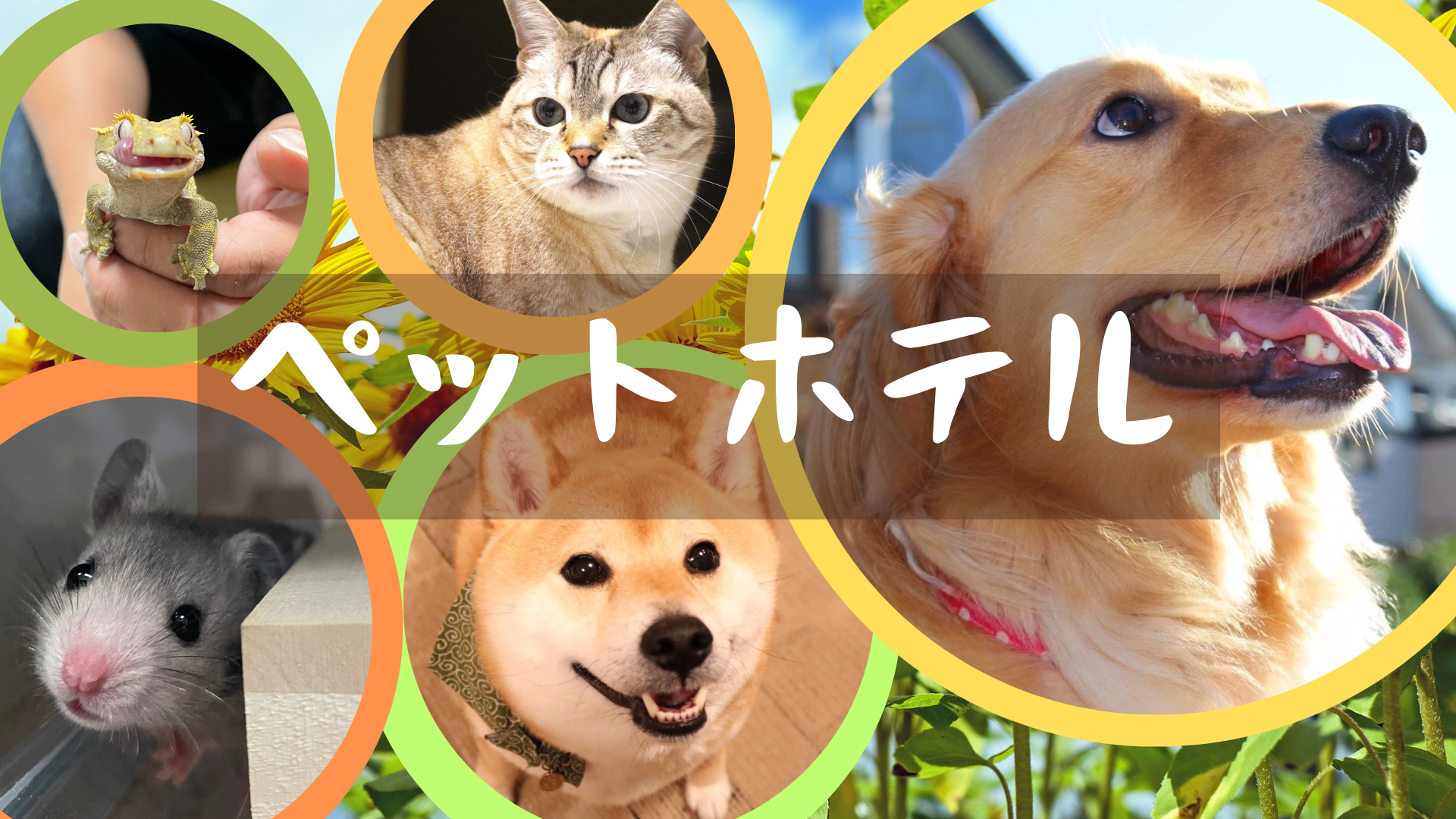 ペットホテル
