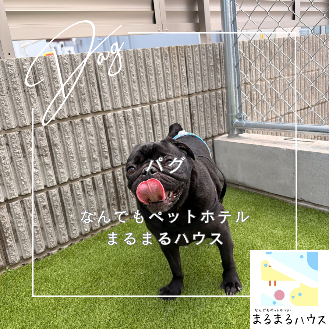 小型犬 パグ お泊まり