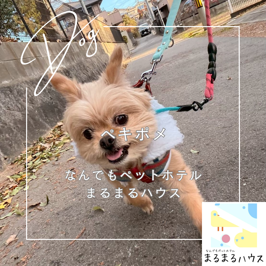 小型犬 ペキポメ お泊まり