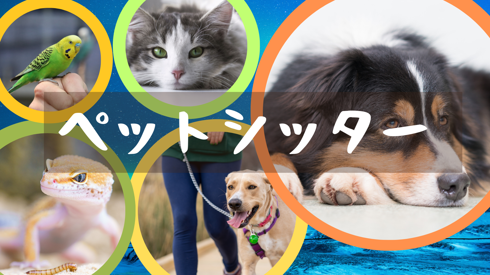 ペットシッター