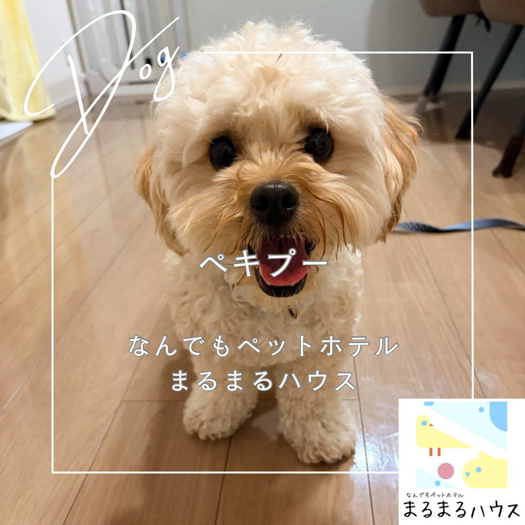 小型犬　ペキプー　お泊まり