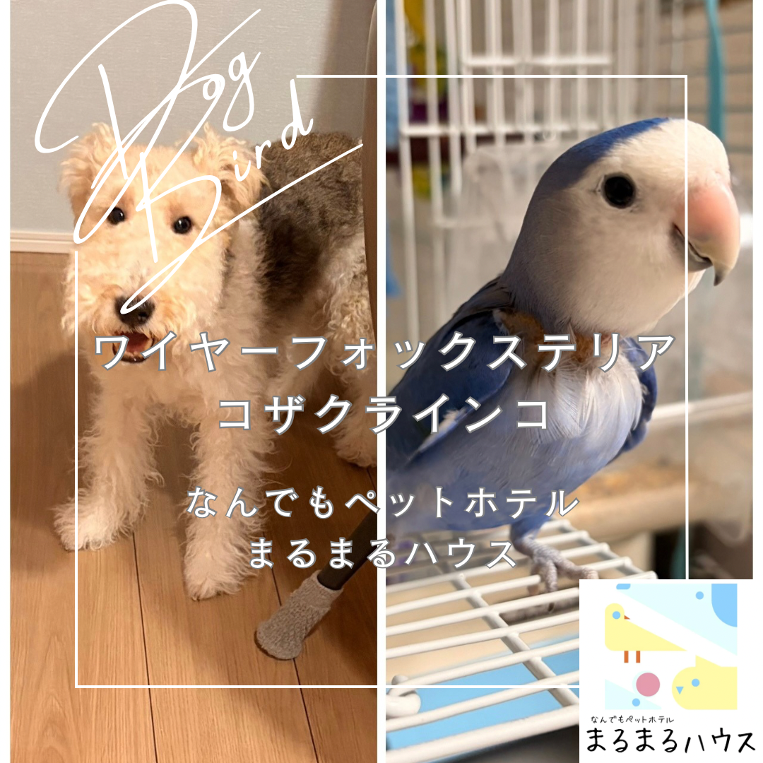 小型犬 ワイヤーフォックステリア 小型鳥類 コザクラインコ