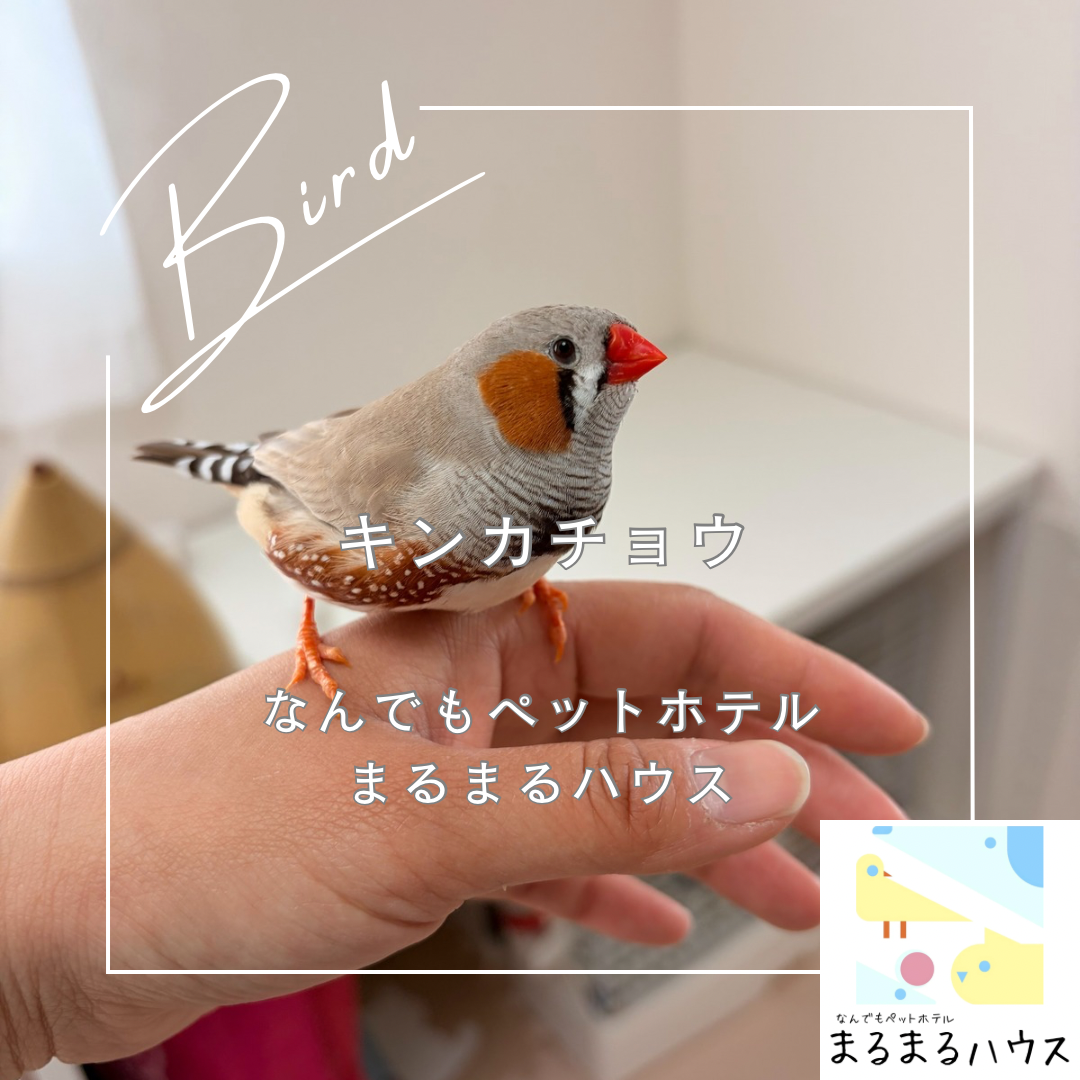 小型鳥類 キンカチョウ お泊まり