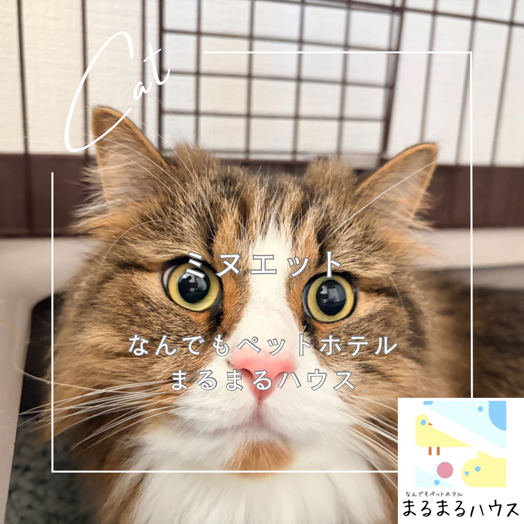 猫 ミヌエット お泊まり