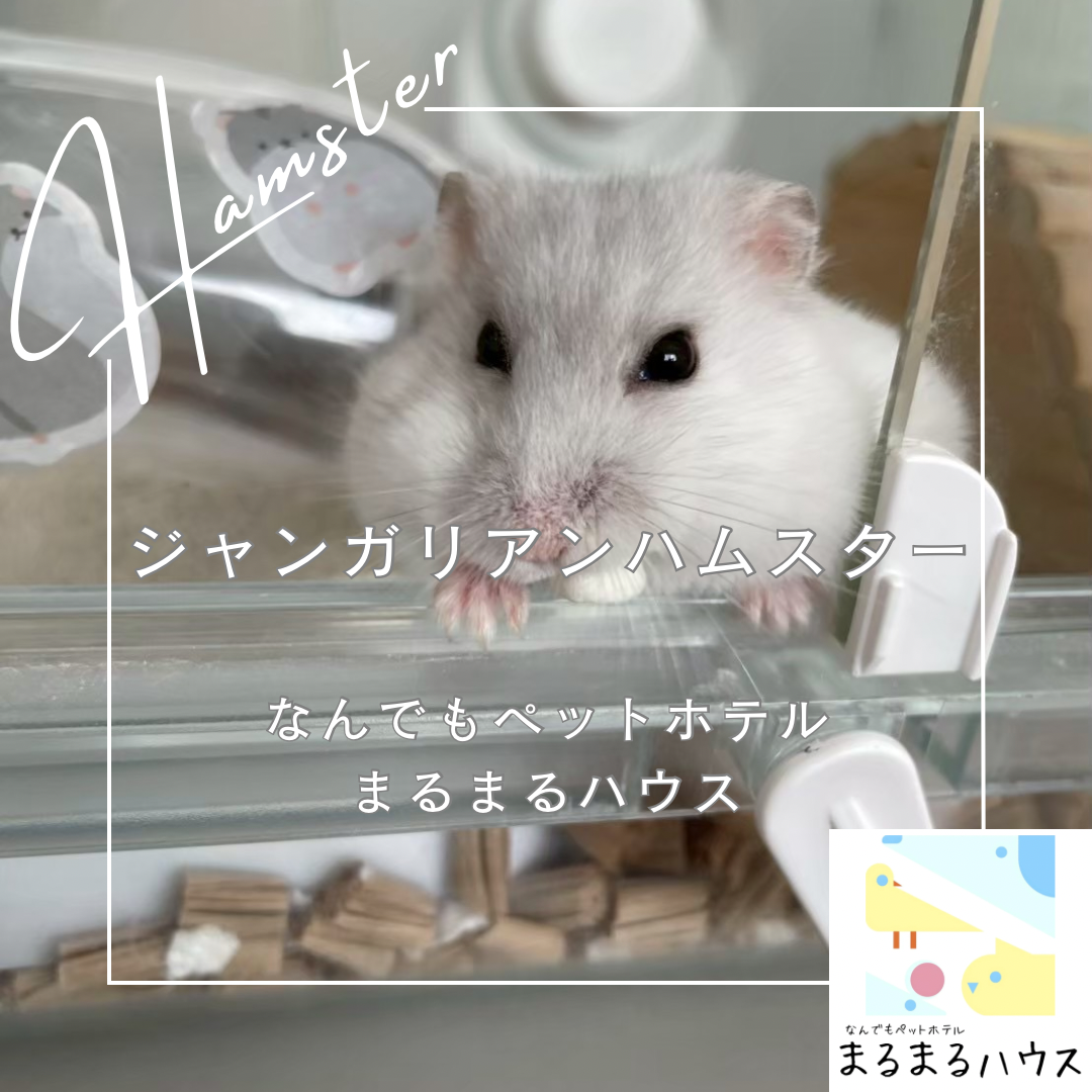 小動物 ジャンガリアンハムスター お泊まり