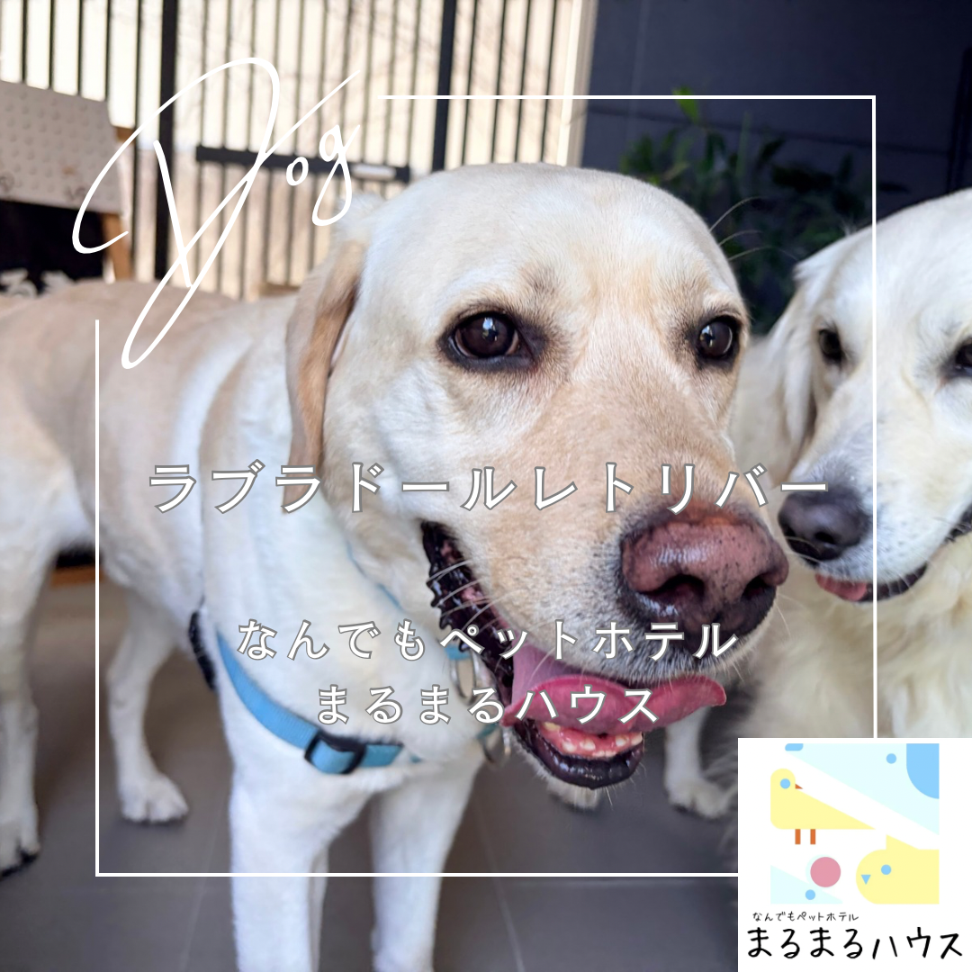 大型犬 ラブラドールレトリバー お泊まり