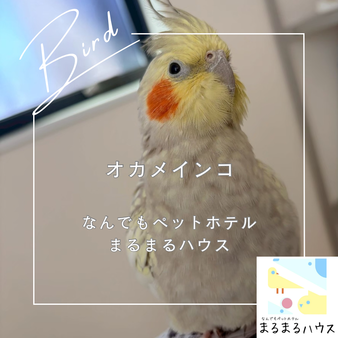 小動物 中型鳥類 オカメインコ お泊まり