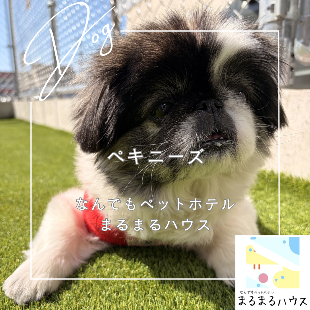 小型犬 ペキニーズ お泊まり 幼稚園