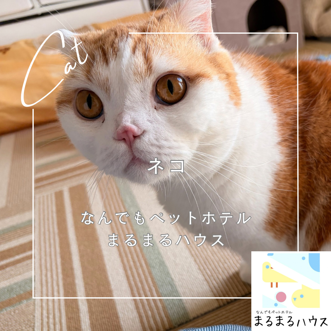 猫 スコティッシュフォールド お泊まり