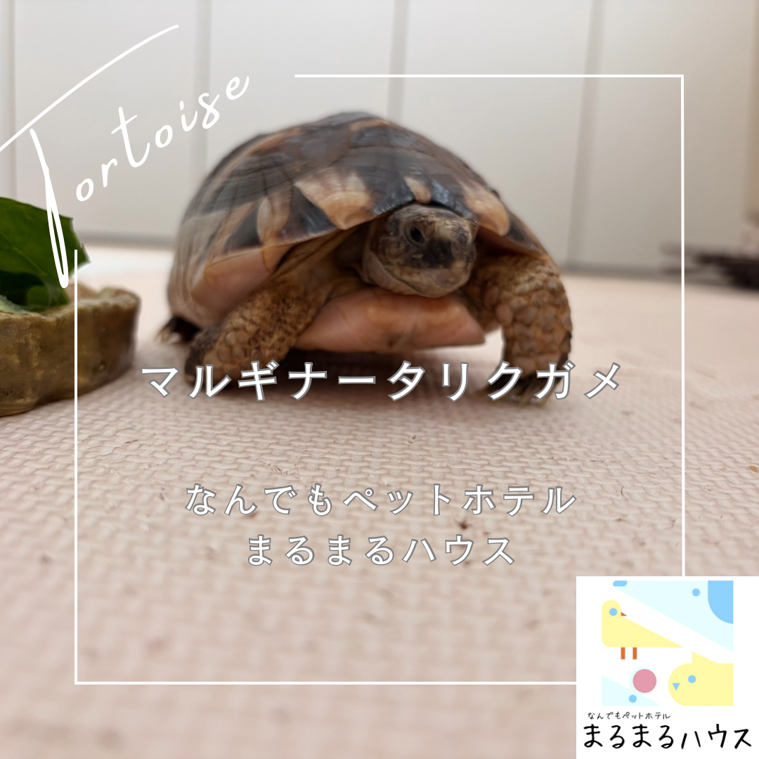 小型爬虫類 マルギナータリクガメ お泊まり