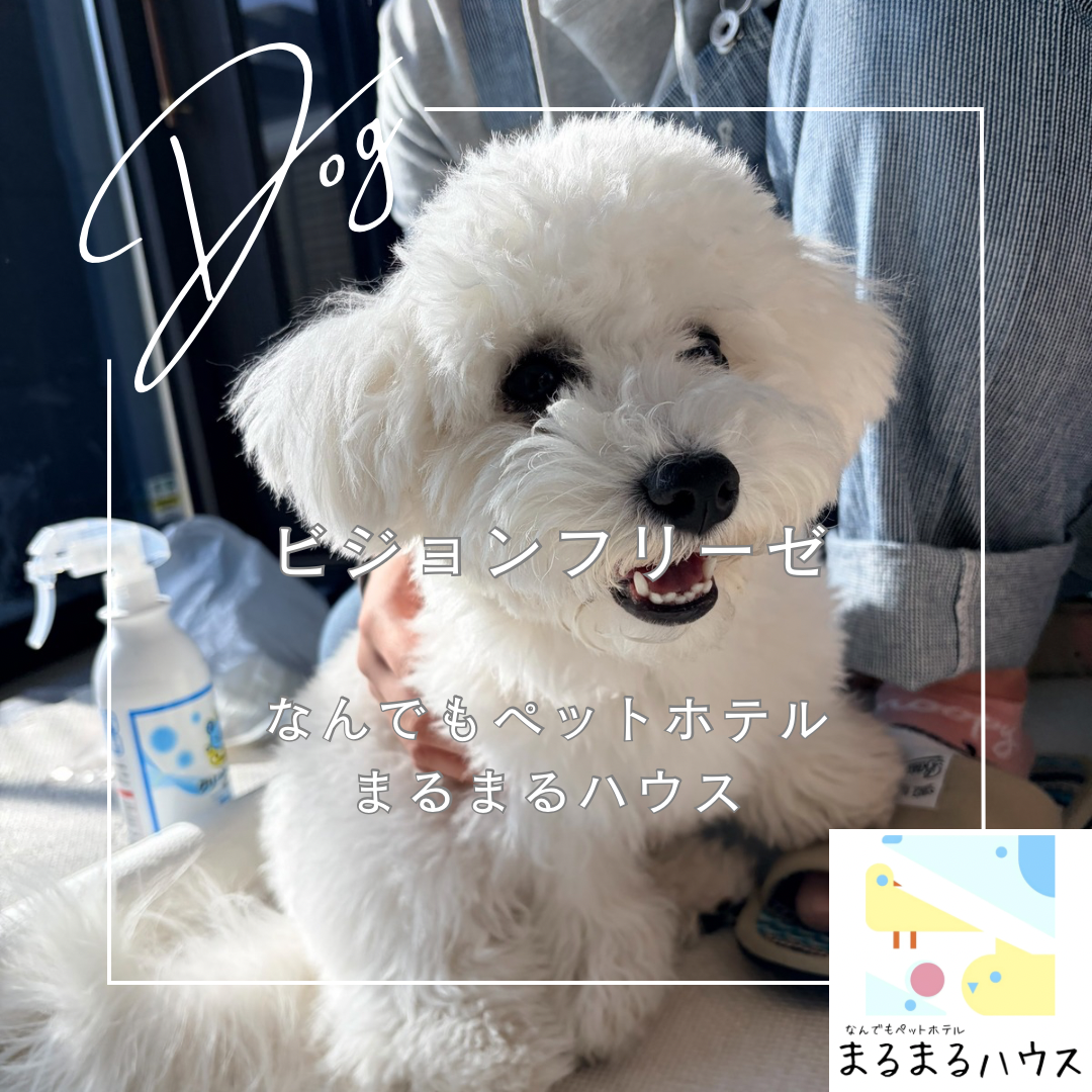 小型犬　ビションフリーゼ　日中利用