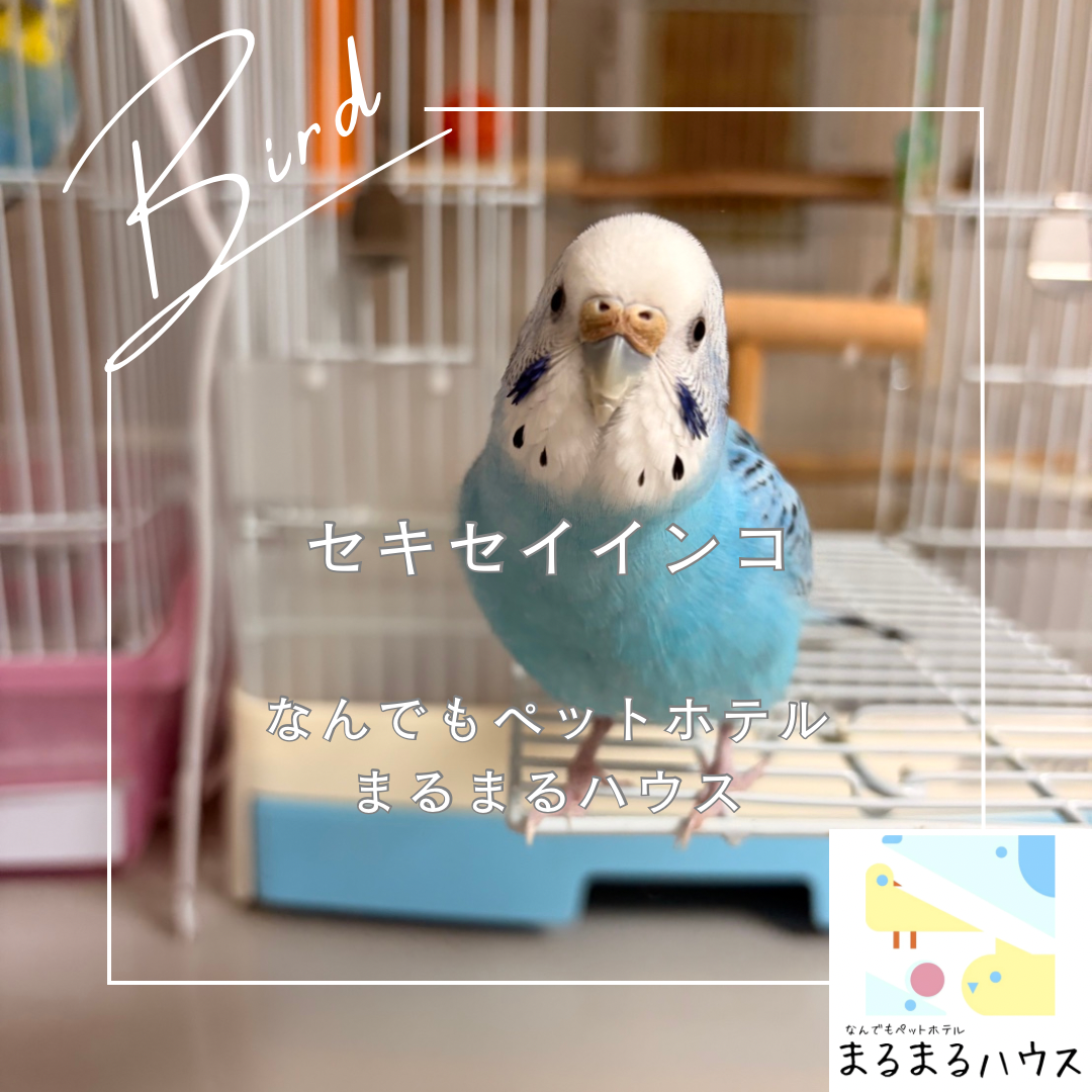 小動物 小型鳥類 セキセイインコ お泊まり