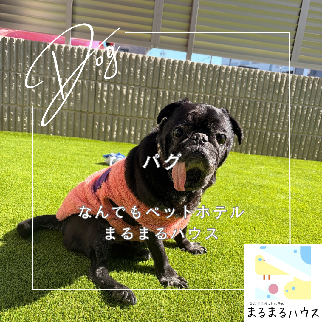 小型犬　パグ　お泊まり