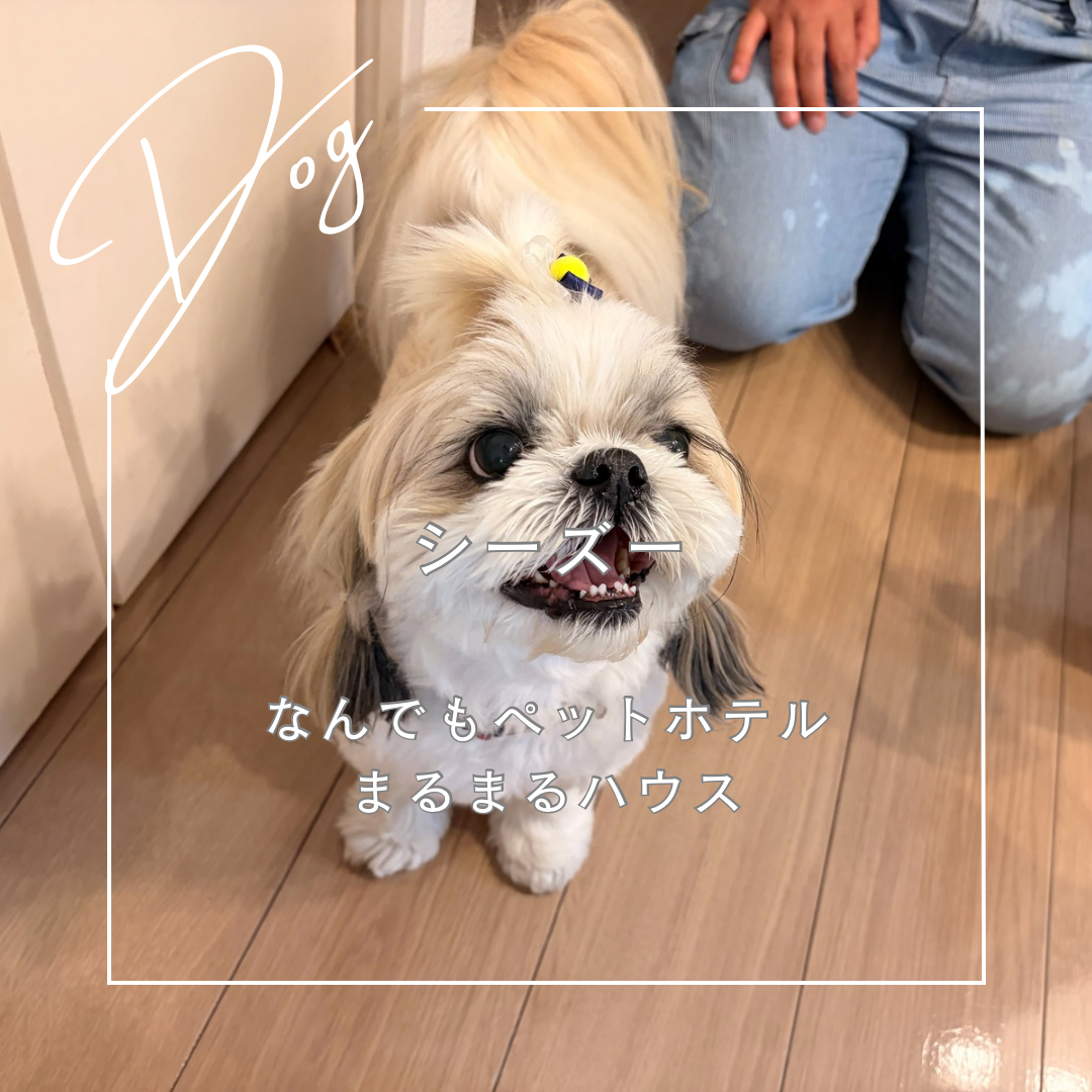 小型犬 シーズー お泊まり