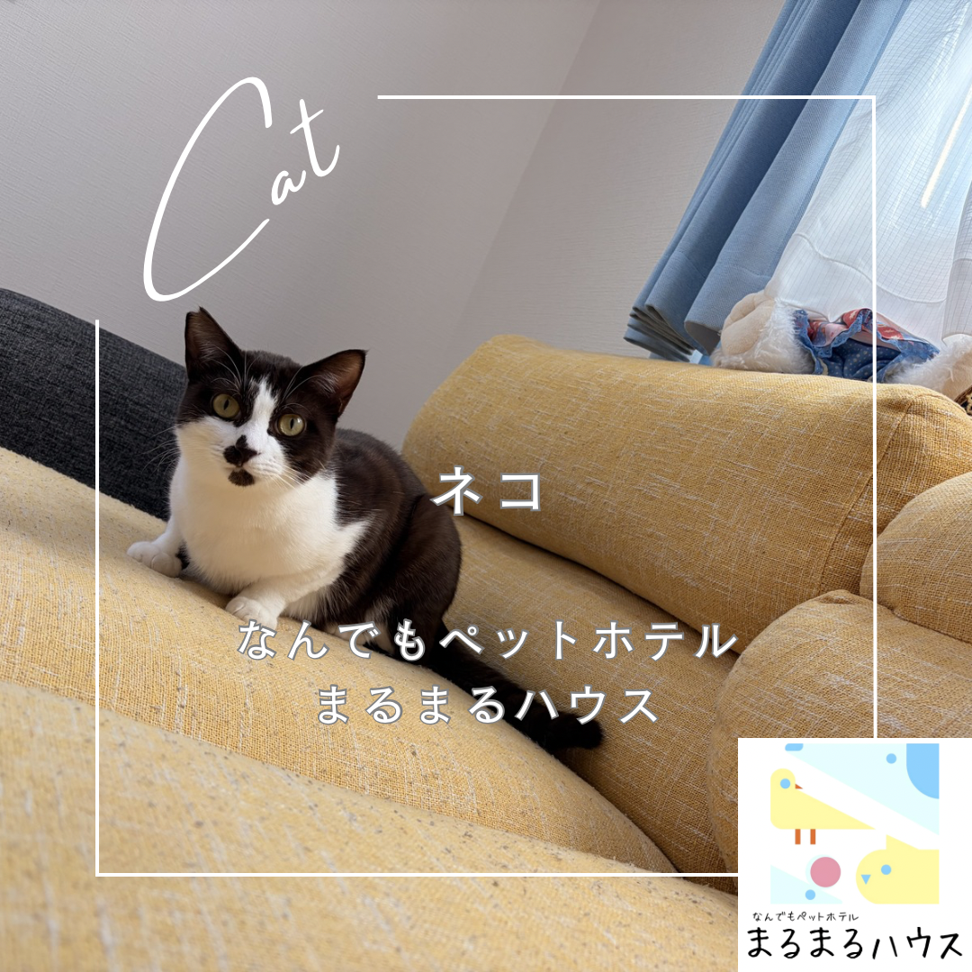 猫 お泊まり