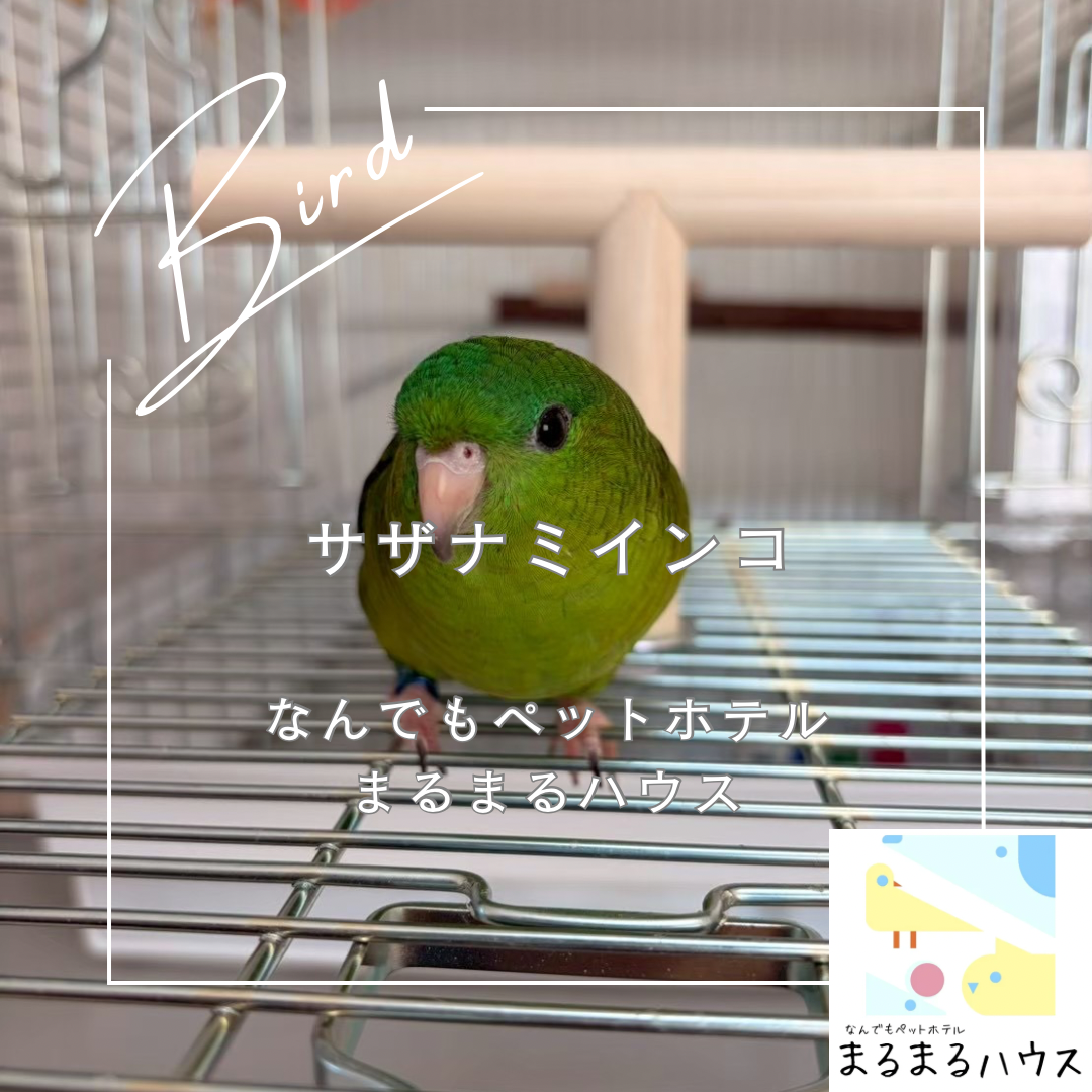小型鳥類 サザナミインコ お泊まり