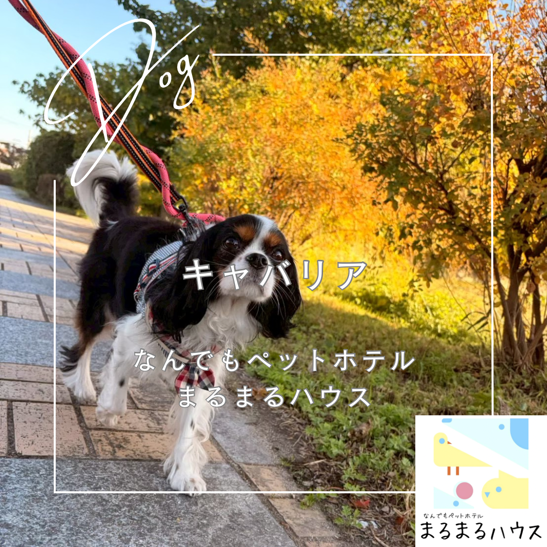 小型犬 キャバリア お泊まり