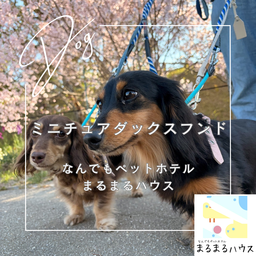 小型犬 ミニチュアダックスフンド お泊まり