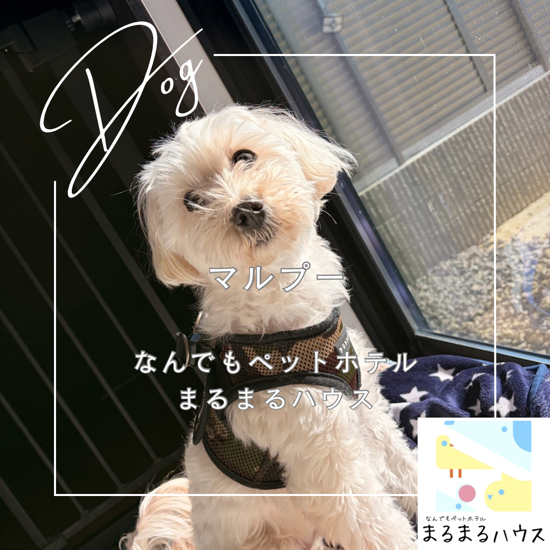 小型犬　マルプー　お泊まり