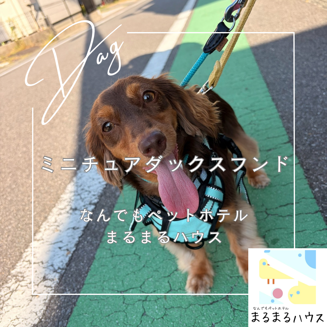小型犬 ミニチュアダックスフンド お泊まり