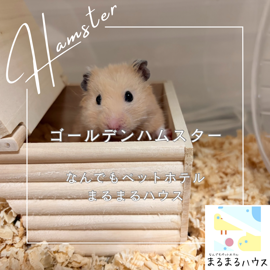 小動物 ハムスター ゴールデンハムスター お泊まり