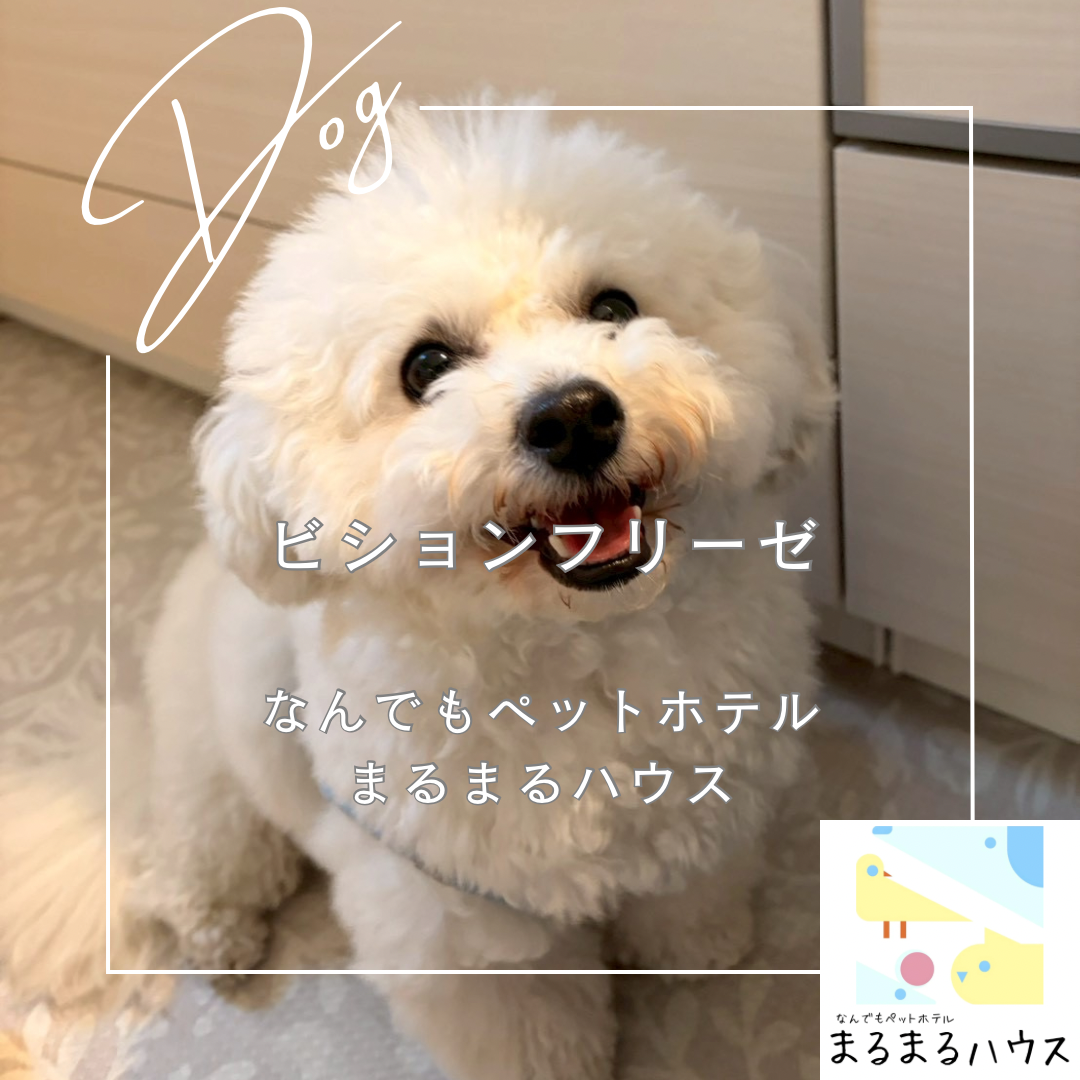 小型犬 ビションフリーゼ 日帰り