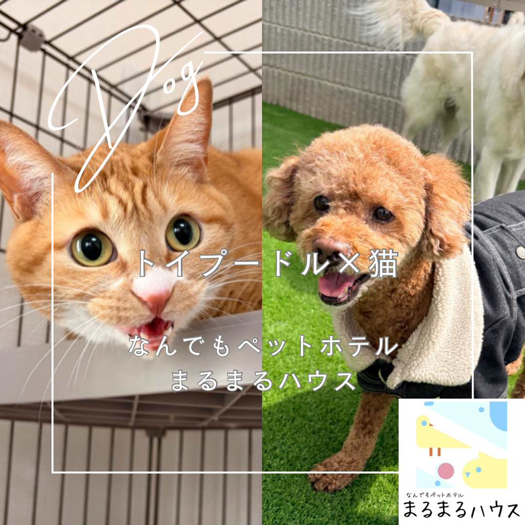 小型犬 猫 トイプードル お泊まり