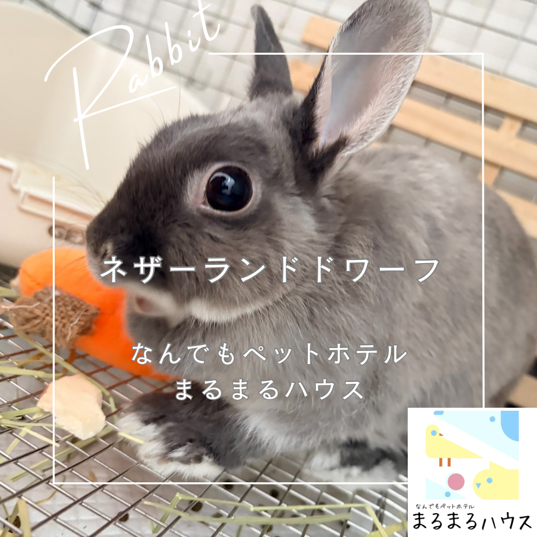 小動物 ネザーランドドワーフ お泊まり