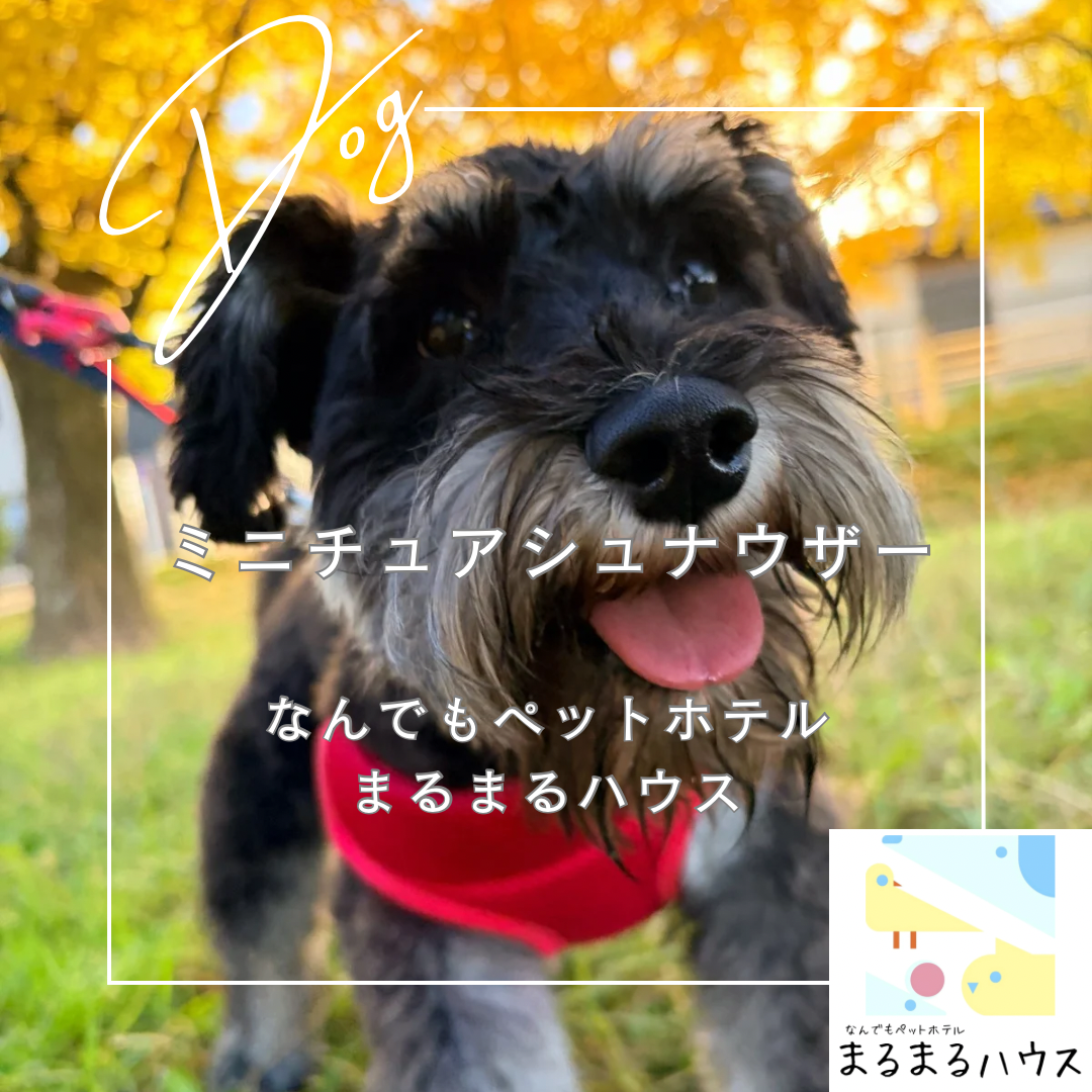 小型犬 ミニチュアシュナウザー お泊まり