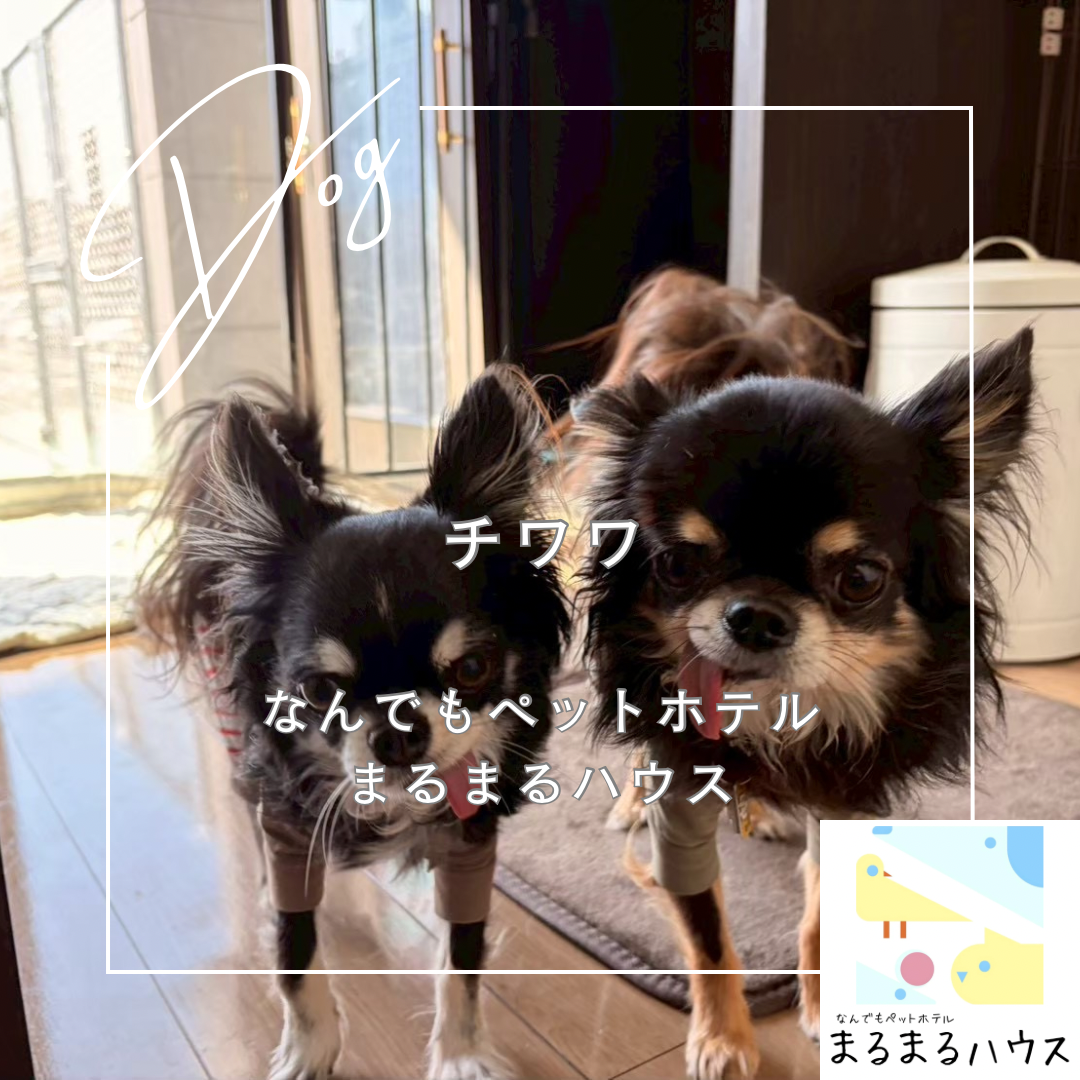 小型犬　チワワ　お泊まり