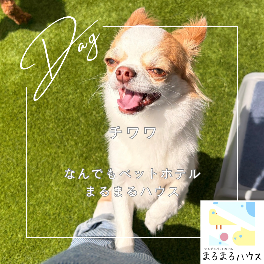 小型犬 チワワ お泊まり