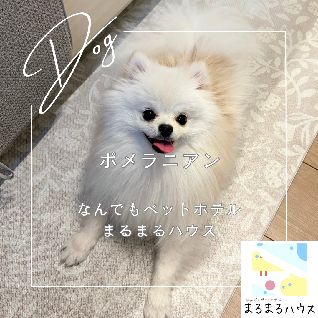 小型犬 ポメラニアン お泊まり