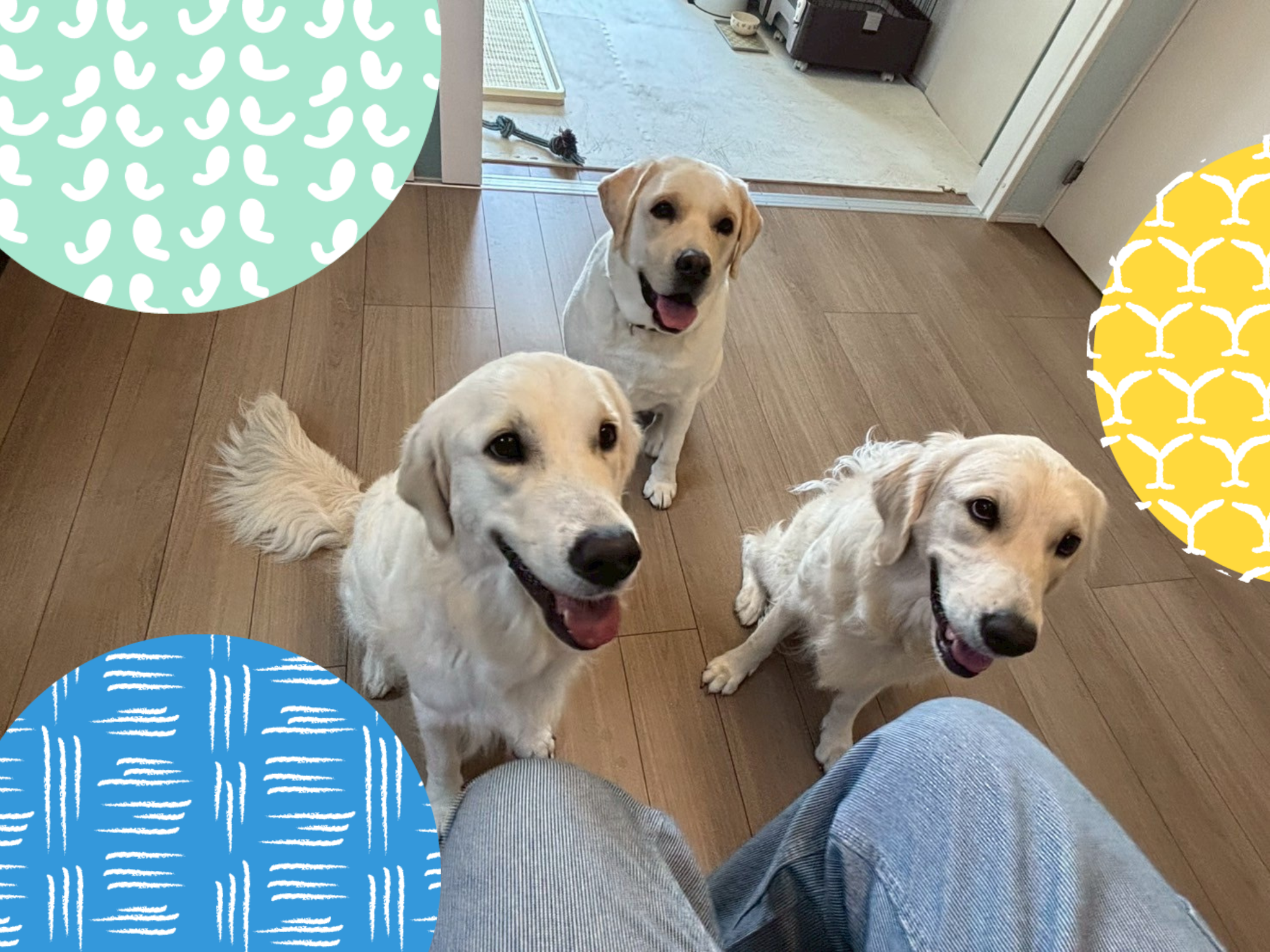 ペットの幼稚園