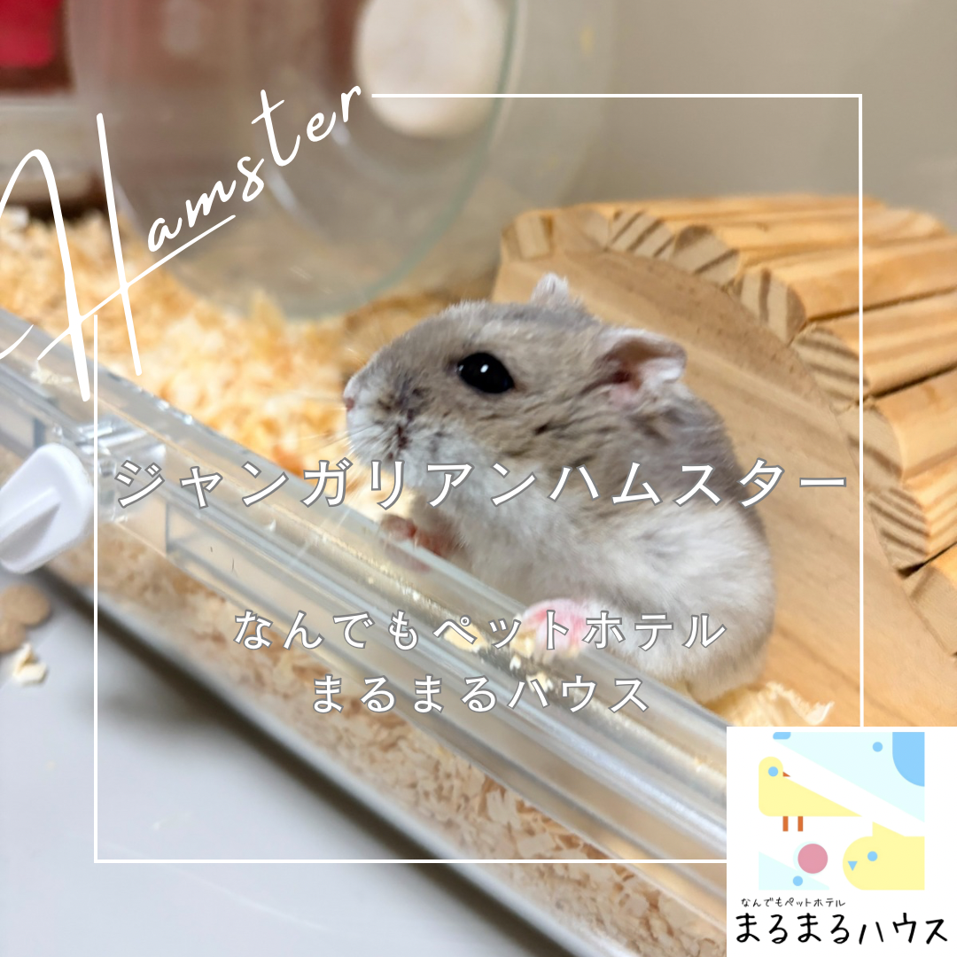 小動物 ジャンガリアンハムスター お泊まり