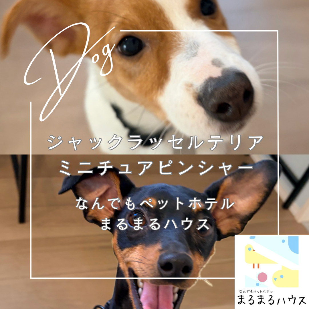 小型犬 ミニチュアピンシャー ジャックラッセルテリア お泊まり