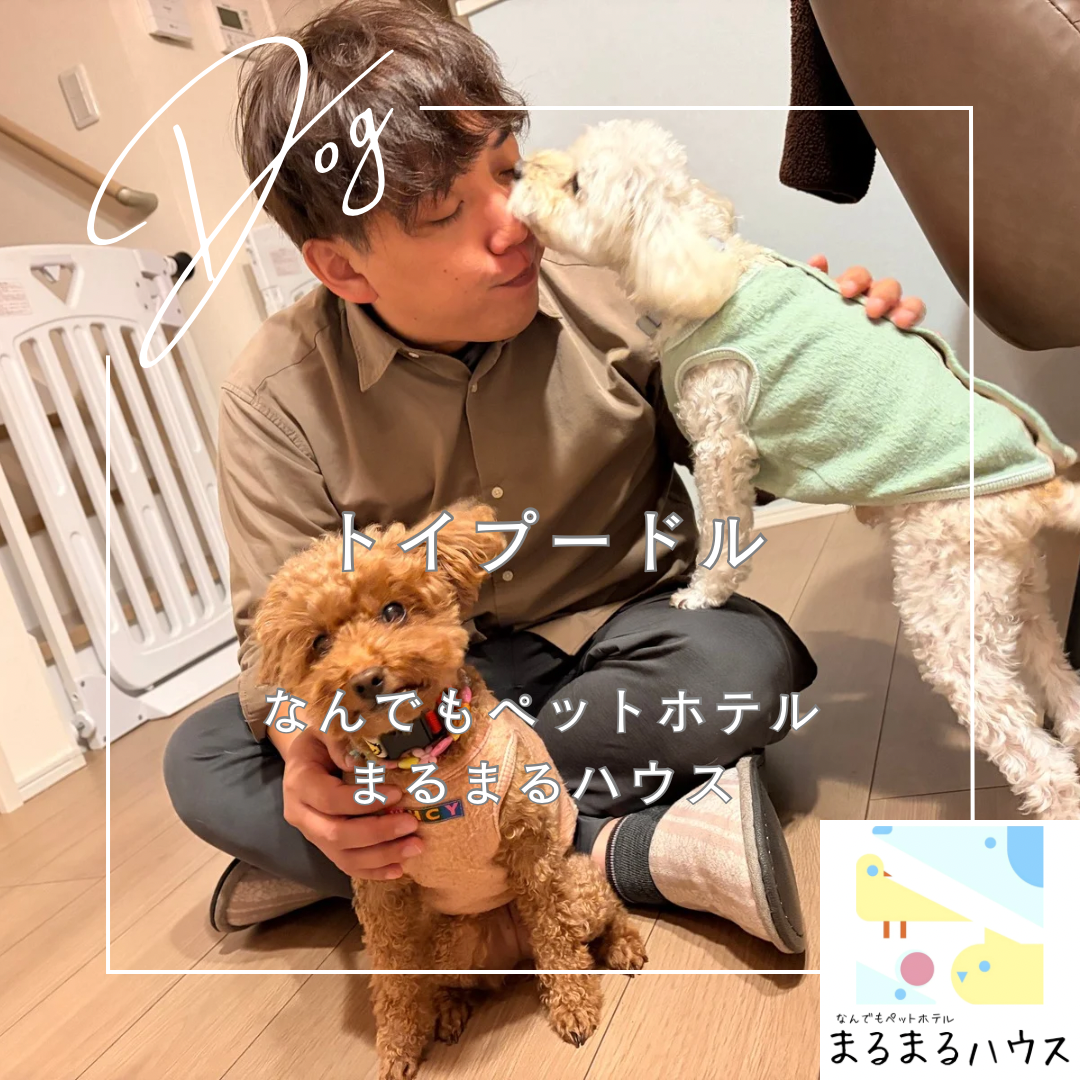 小型犬 トイプードル 2匹 お泊まり