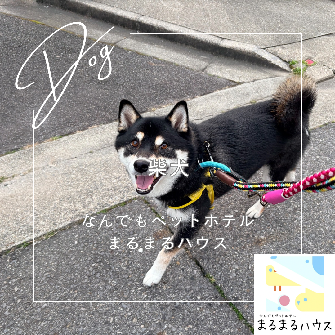 中型犬 柴犬 お泊まり