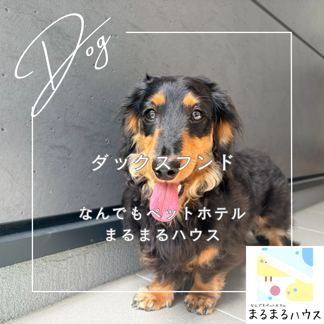 小型犬 ダックスフンド お泊まり