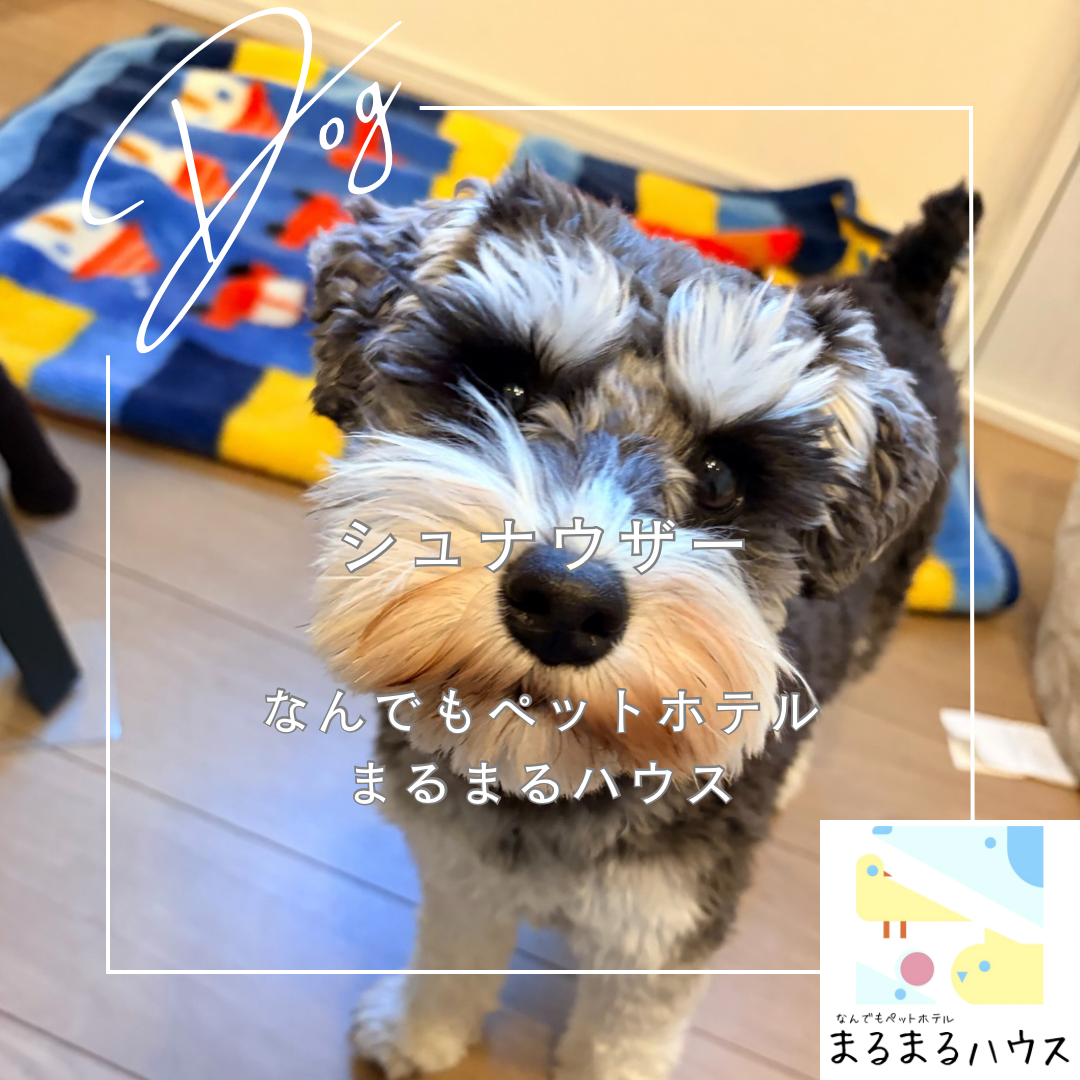 小型犬 シュナウザー お泊まり