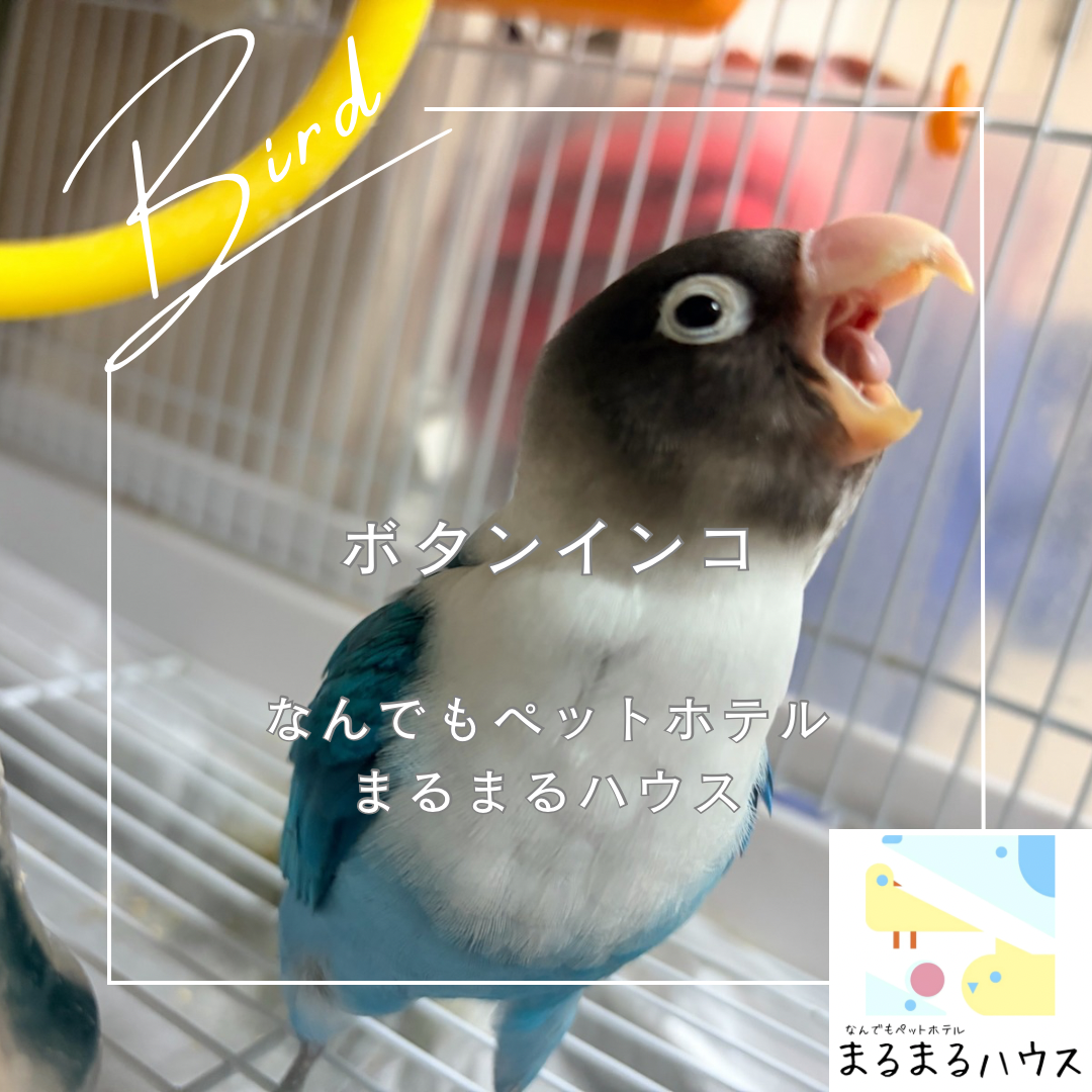 小型鳥類 ボタンインコ お泊まり