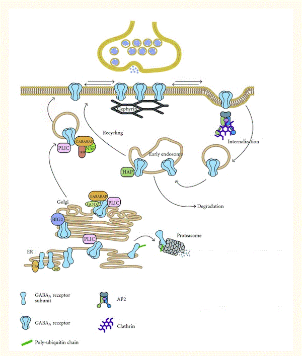 論文：ベンゾジアゼピン長期使用による耐性形成メカニズム：サブタイプ選択的GABAA受容体作動薬の未来は？