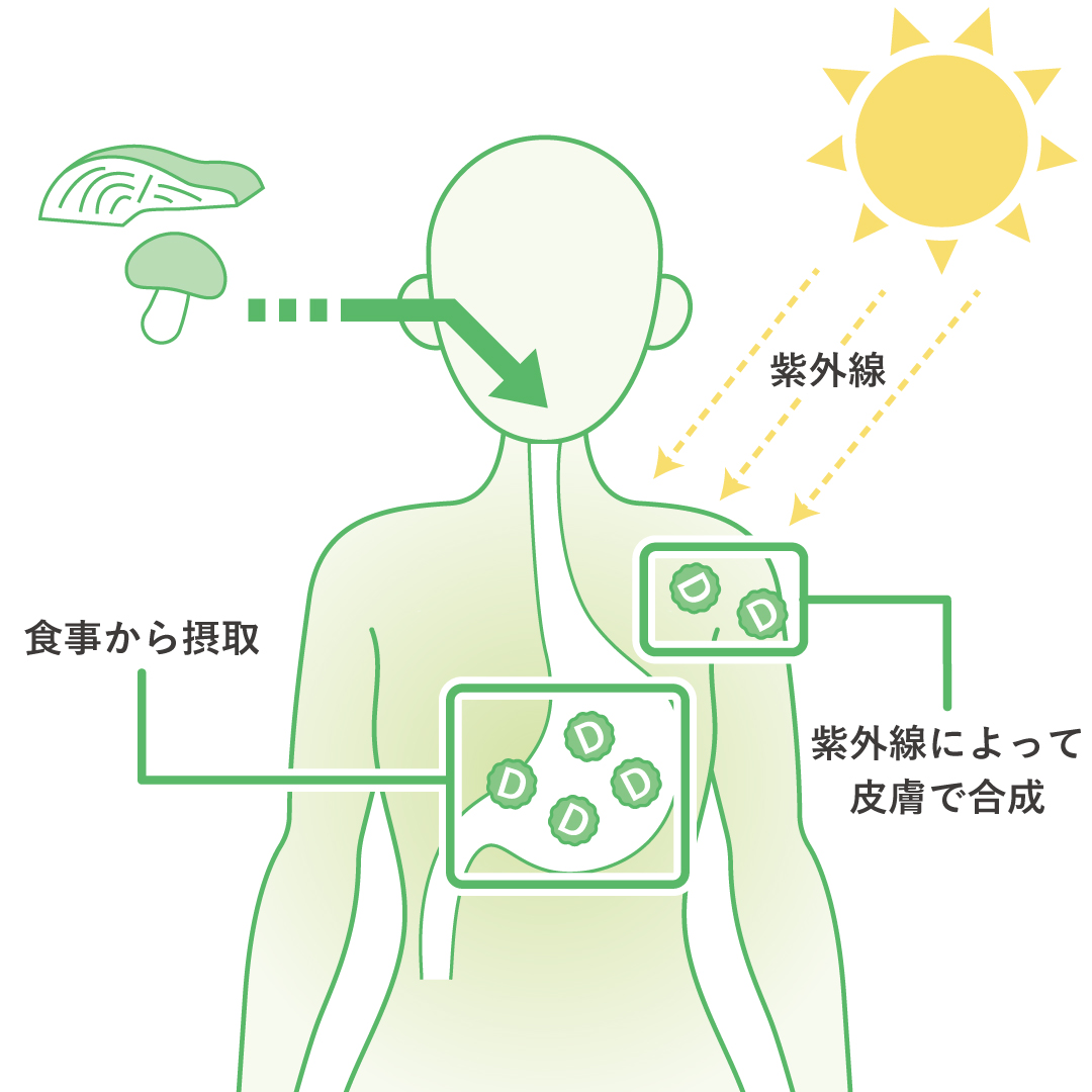 Lypo-C ビタミンC＋D」が登場！改めてビタミンＤの働きとは？｜Lypo-C