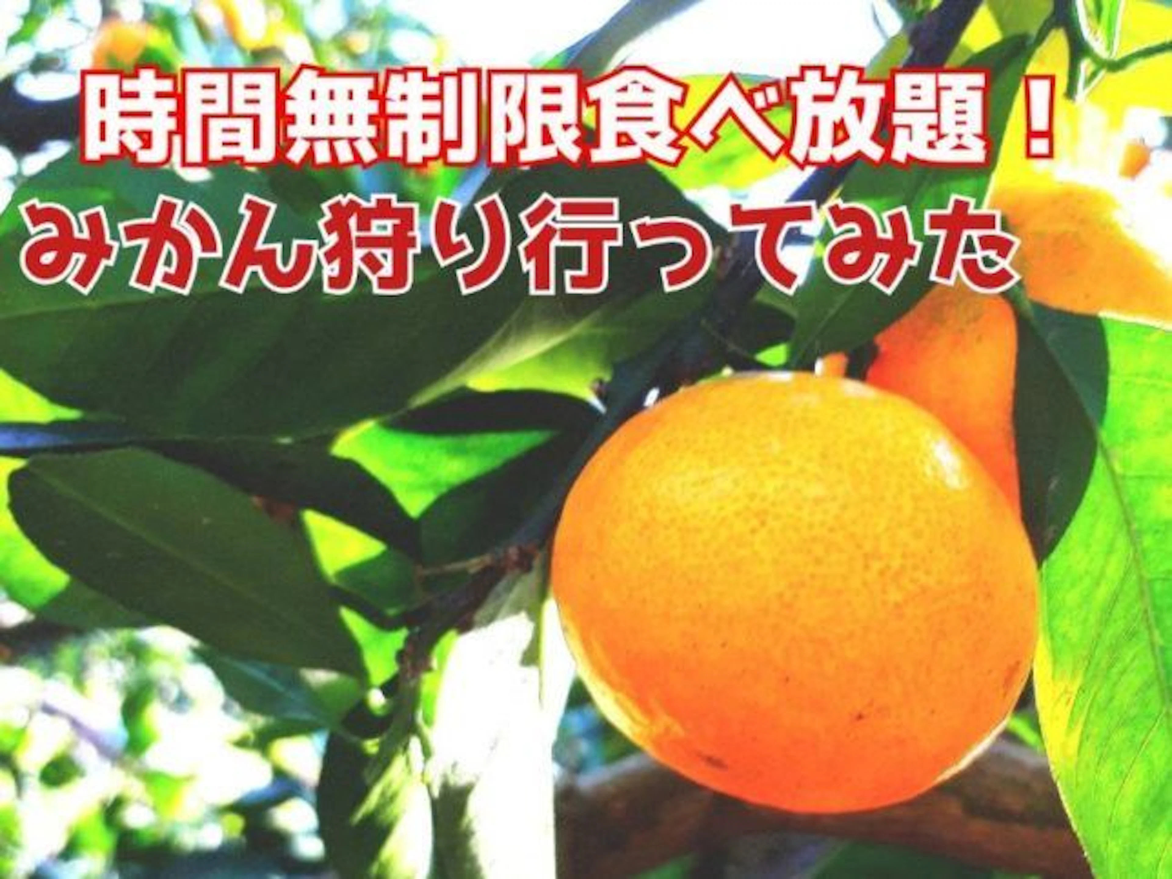 【時間無制限食べ放題】みかん狩りに行ってみた🍊in鹿児島市