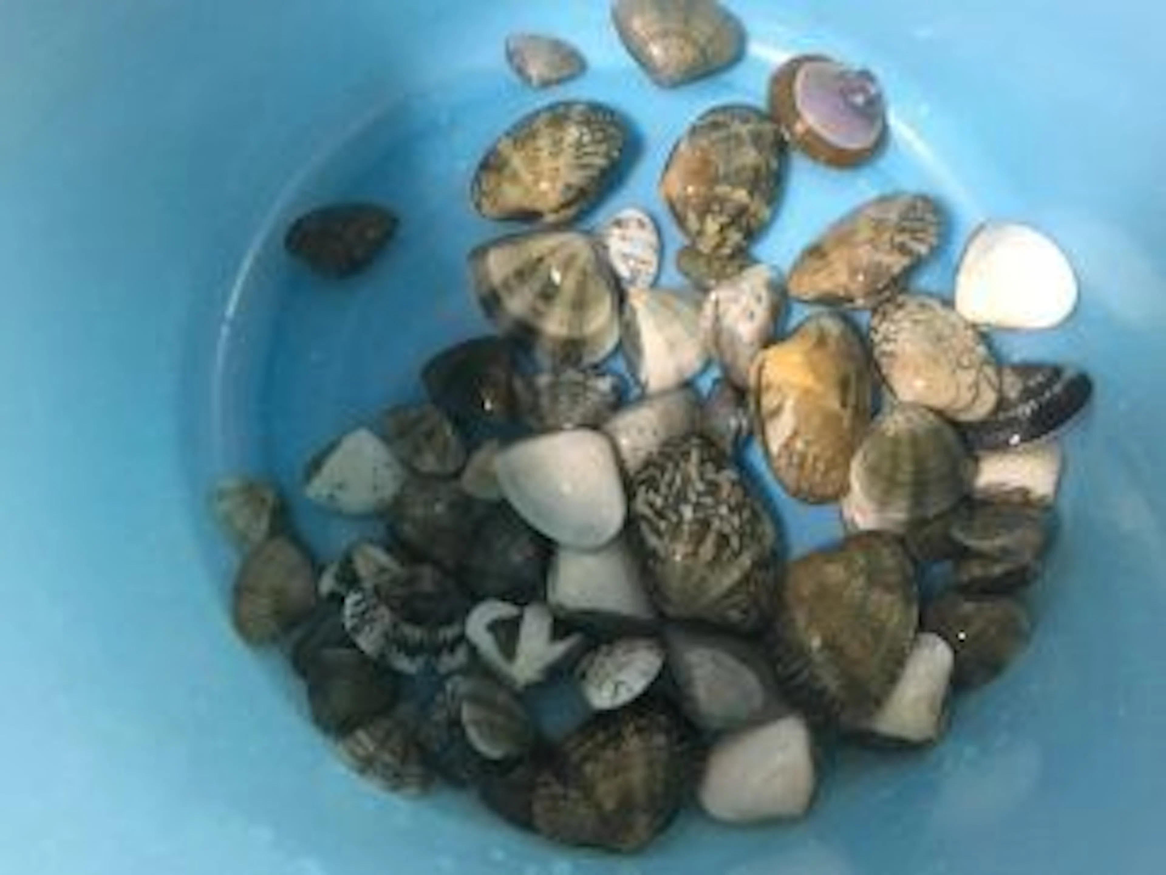 【おしゃれ自炊】潮干狩りin鹿児島で獲った貝を食べてみた！