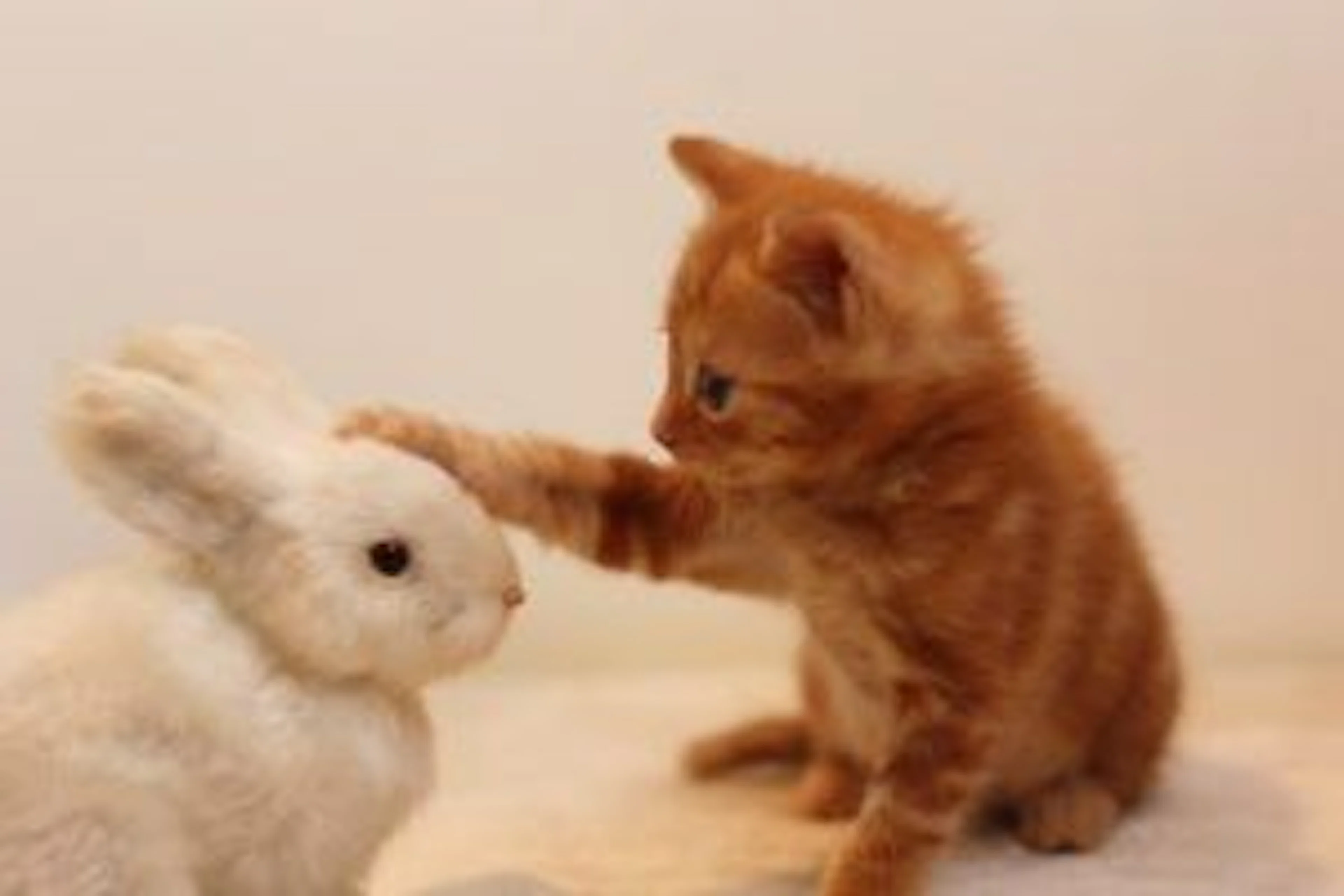 動物の癒し動画特集