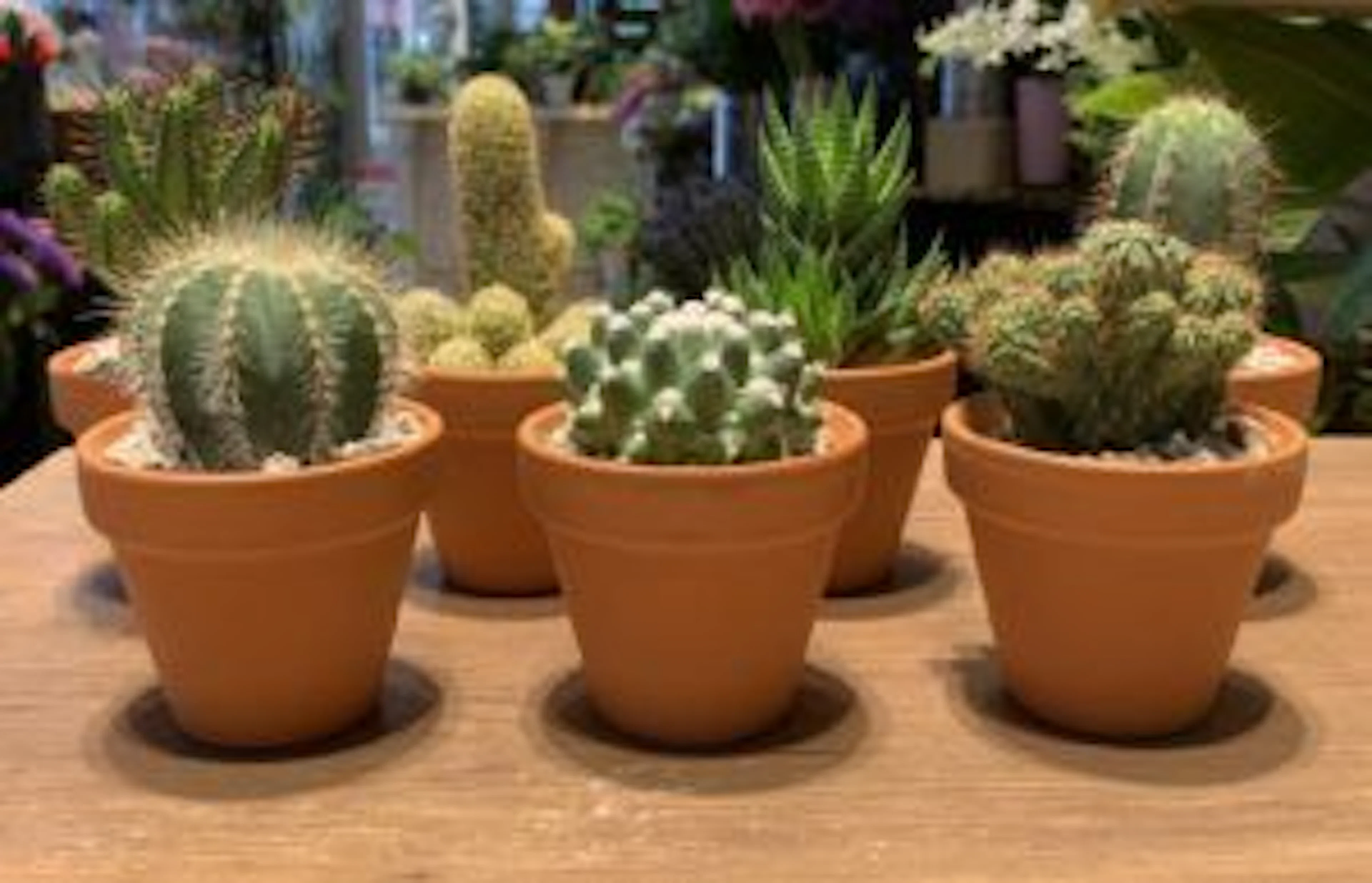 【一人暮らしにぴったり】花屋で働くINFO女子が勧める観葉植物5選!