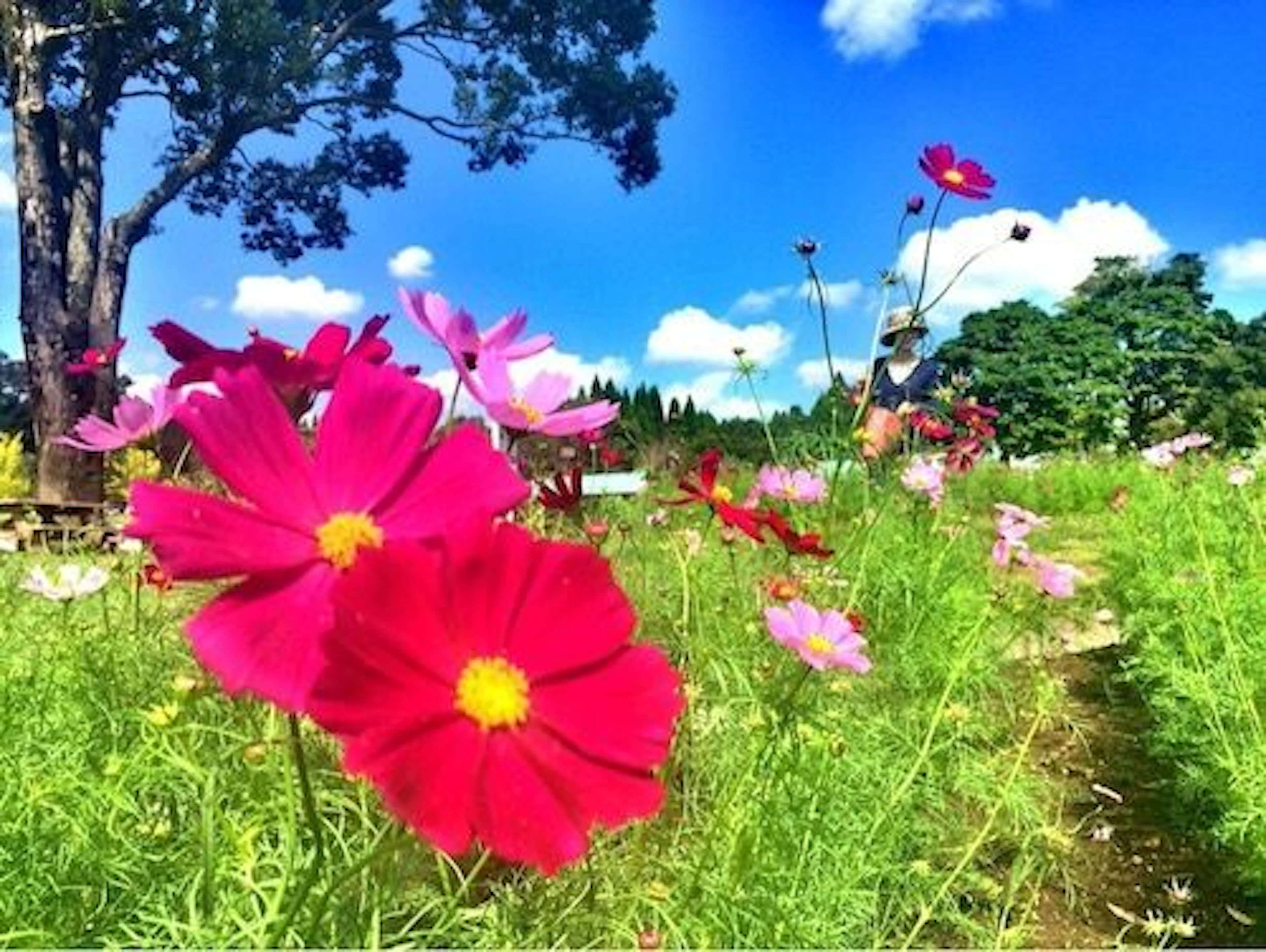 【10月中旬〜11月上旬が見頃！】鹿児島市のコスモス